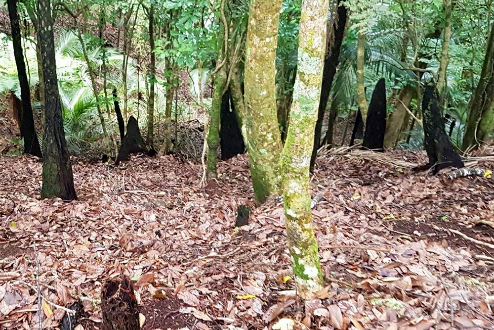 Trees in native bush where punga trees are stumps and trees have been stripped of lower foliage.