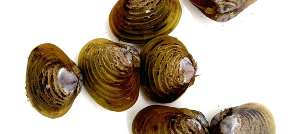 Corbicula White Background