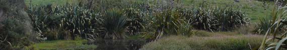 Wetland area.