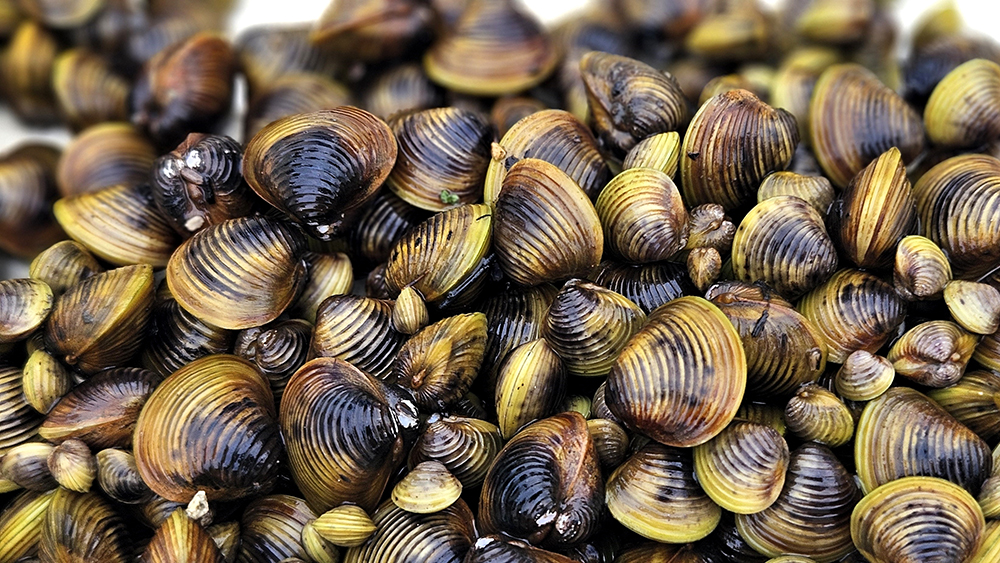 A large pile of yellow and black clams.