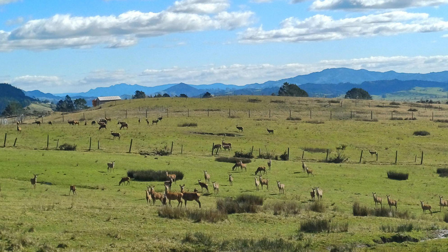 Deer Farm