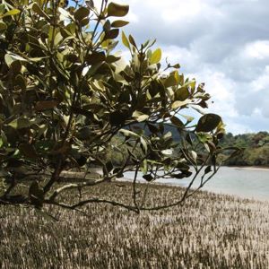 Mangrove Tree (400) (S)