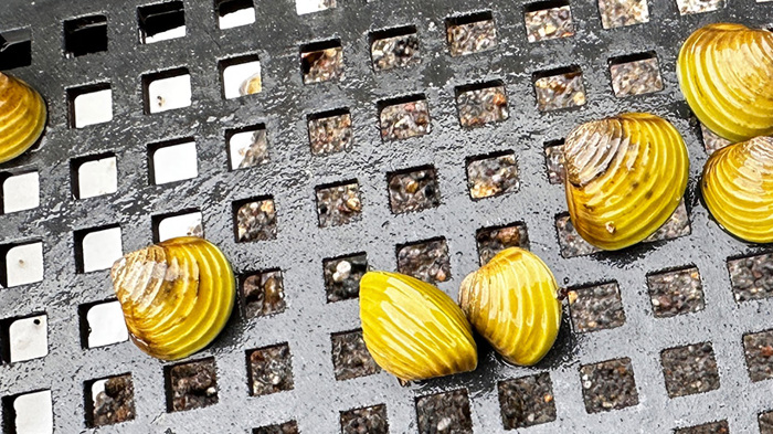 Invasive freshwater clam