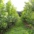 Ordering poplars and willows