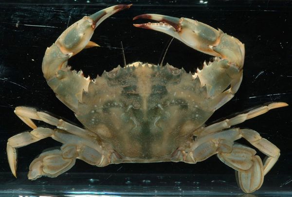 Asian Paddle Crab 01 No Photo Credit