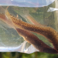 Northland mudfish