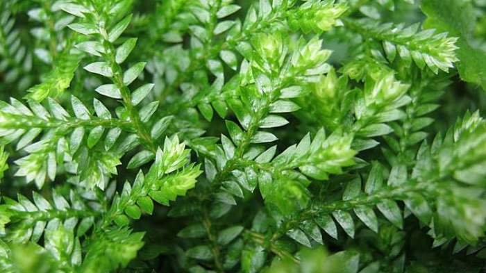 African club moss