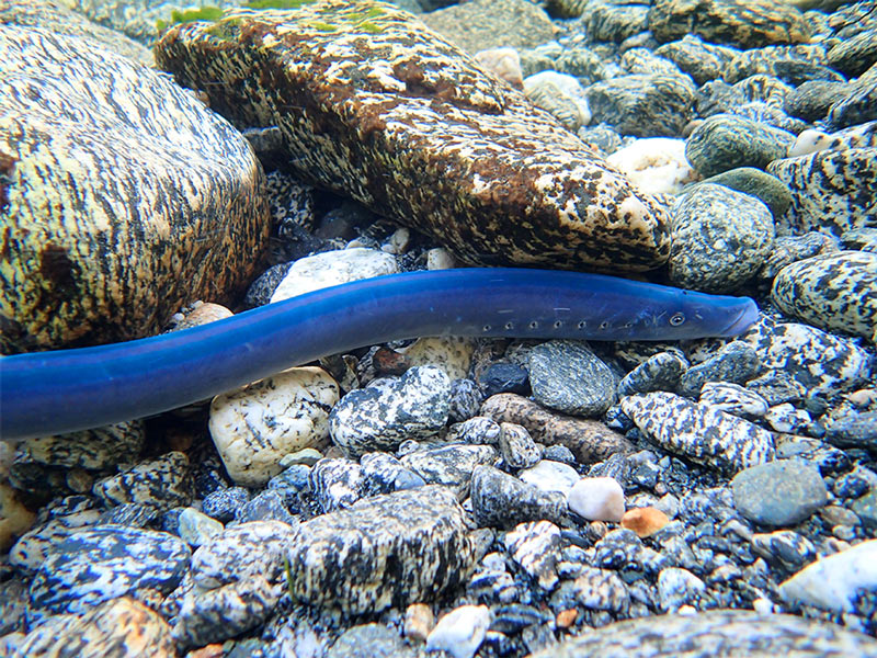 A Piharau, or Lamprey, from above, in a freshwater stream.