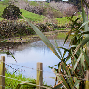 Kaipara Farm Wetland  400 