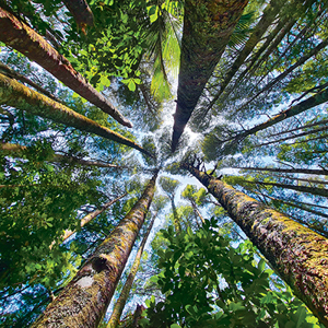 Looking up into the forest canopy