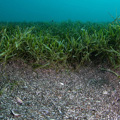 Exotic Caulerpa
