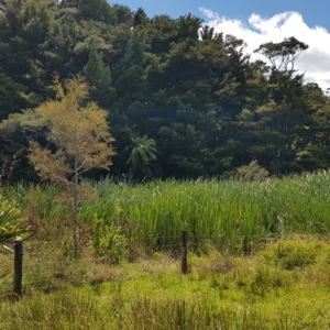 Fenced Wetland  Cropped   400 