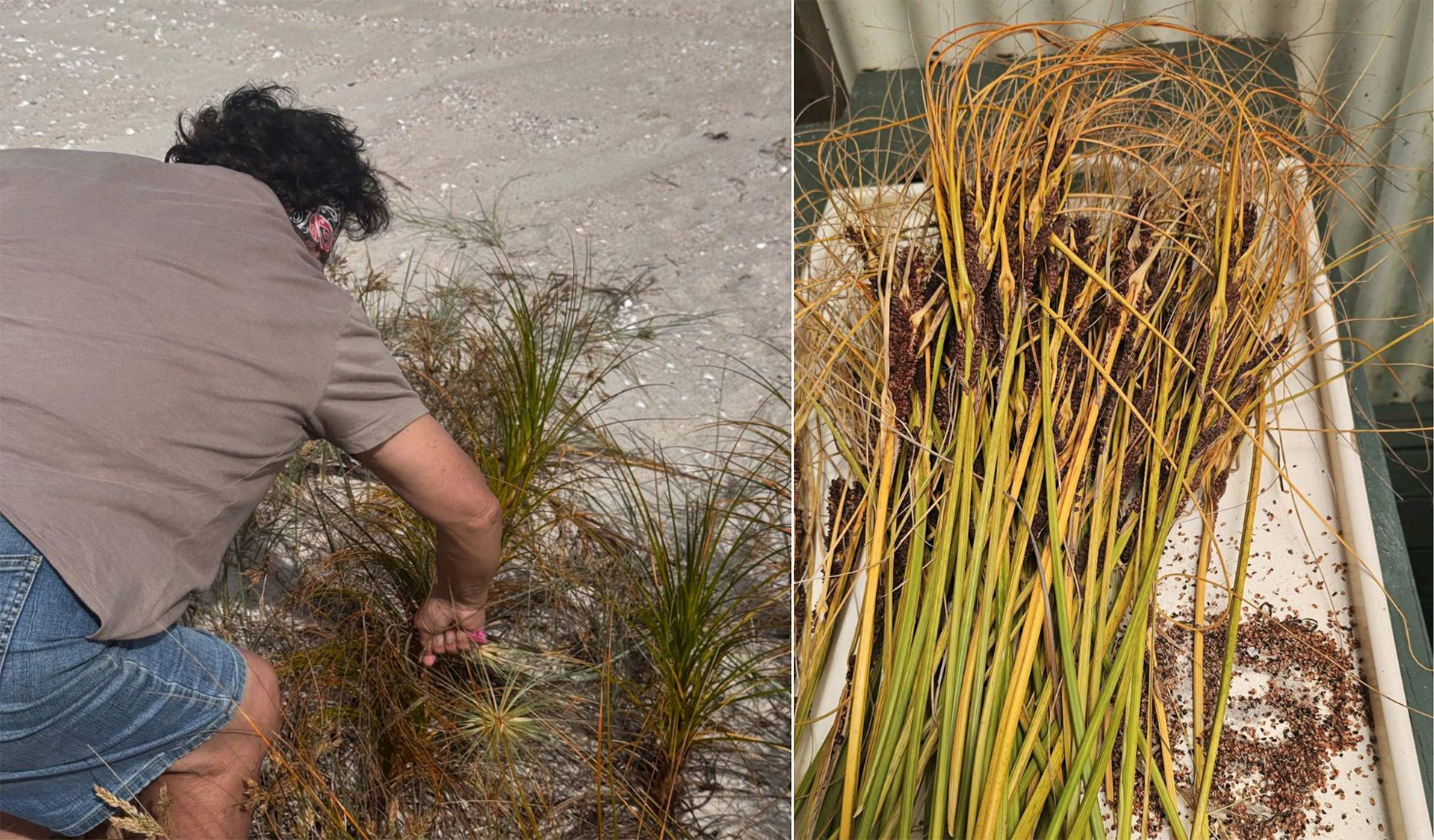 Person working with dune plants and a closeup of the plants.