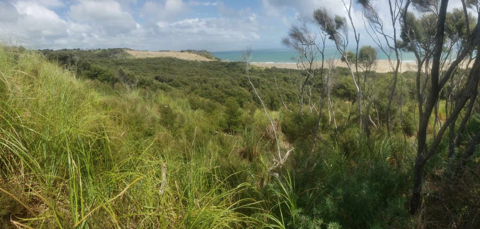 Native coastal vegetation overlooking sand dunes, a beach, and the ocean under a partly cloudy sky.
