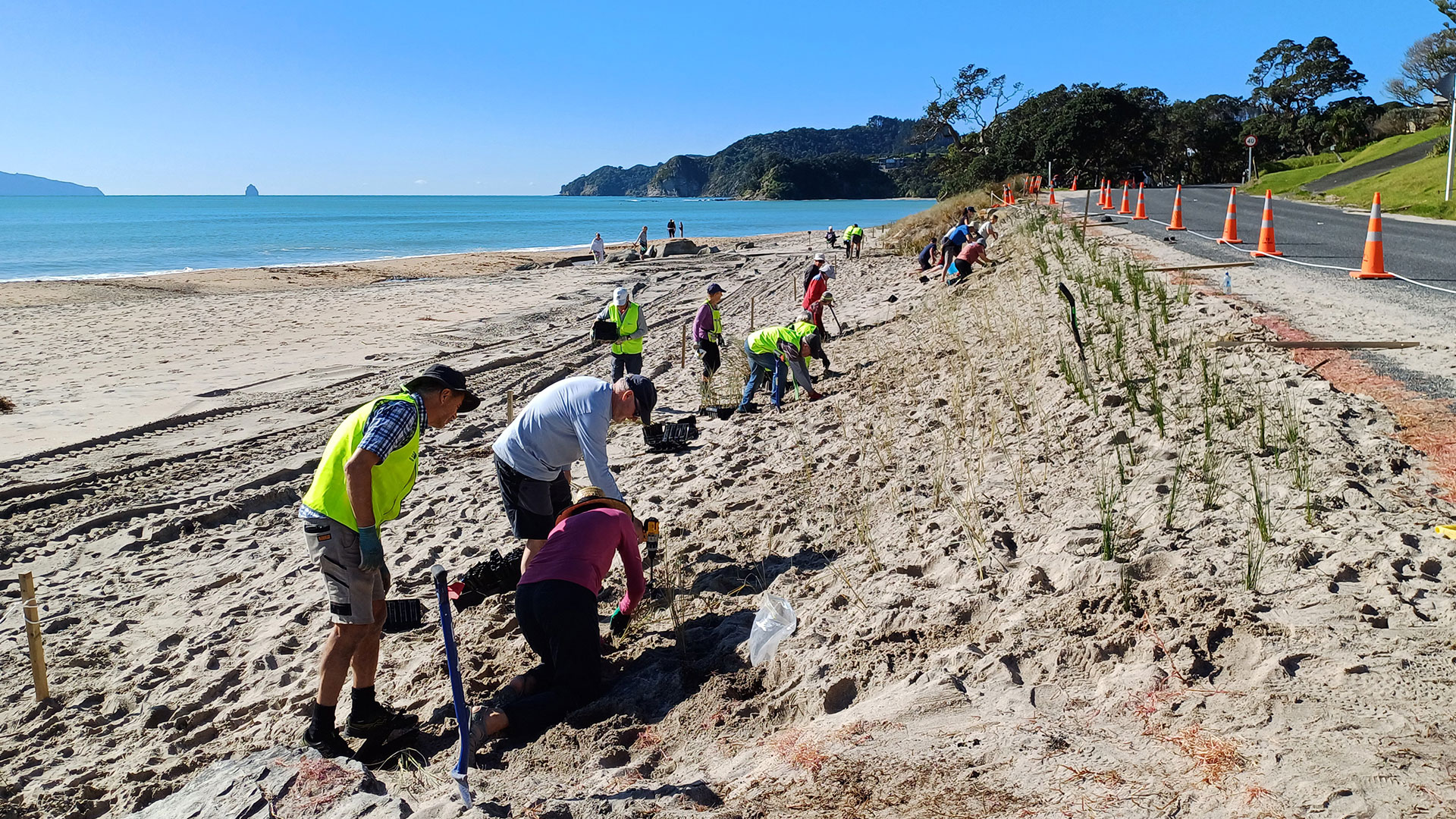 People planting native dune plants with beach and sea in the background.