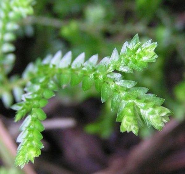 African Club Moss 01 Photo Credit Auckland Council