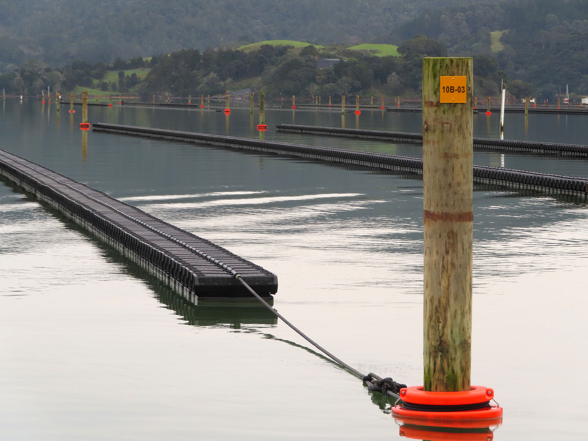 Rows of narrow marine farm pontoons attached to piles in the sea.