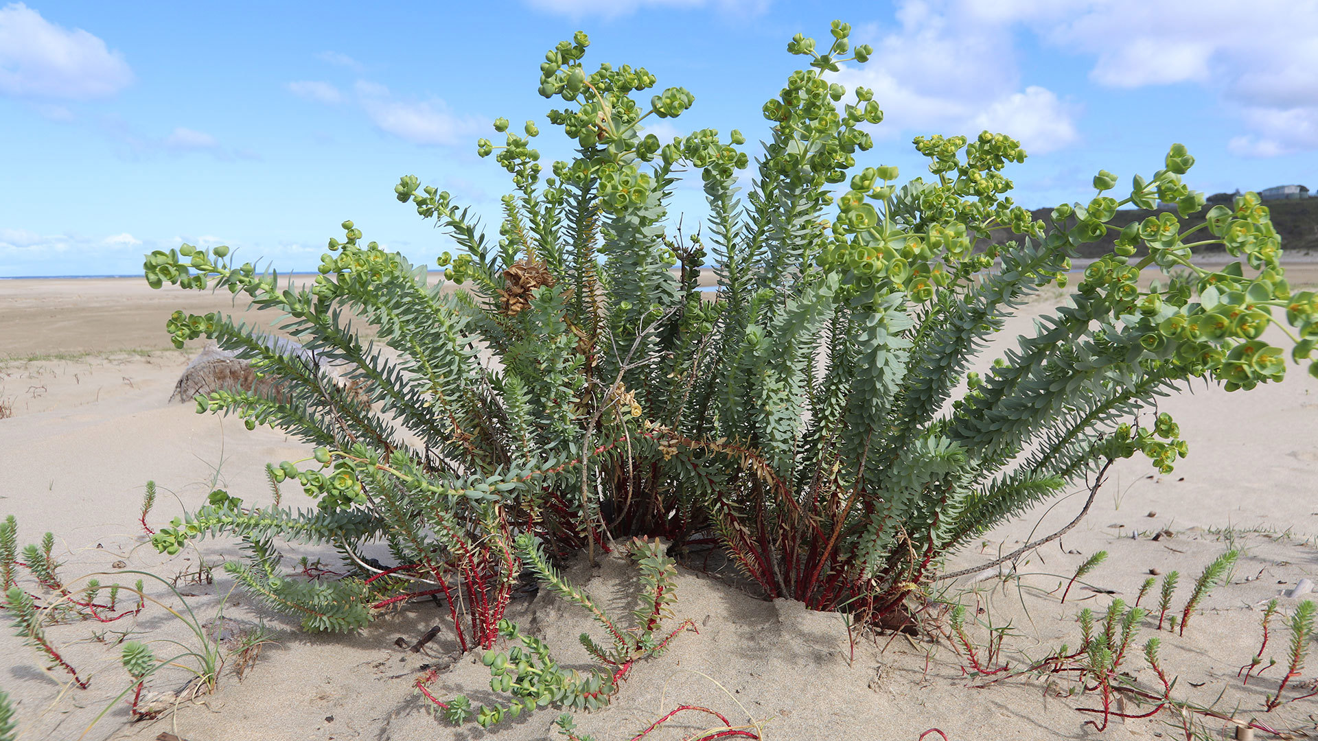 Large sea spurge plant growing in sand with blue sky in the background.