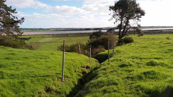 Poplar poles with protective sleeves planted either side of a small slip.