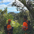 Russell Forest Sika eradication