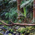 Whangārei CCCV Resources