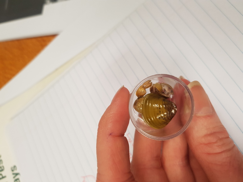 Gold Clam