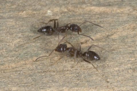 Argentine Ant 01 Photo Credit Andrew Townsend