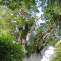 Kauri protection