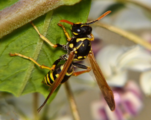Asian Paper Wasp 02 Photo Credit Sid Mosdell