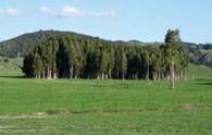 Small area of forest in a paddock.