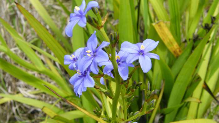 Aristea
