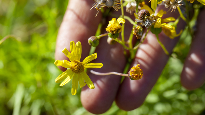 Madagascar ragwort