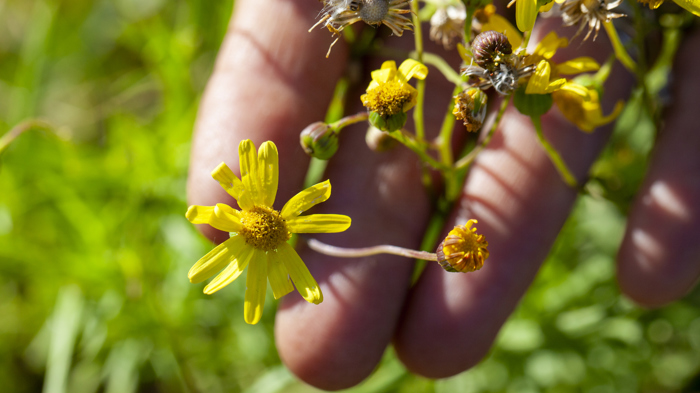 Madagascar ragwort