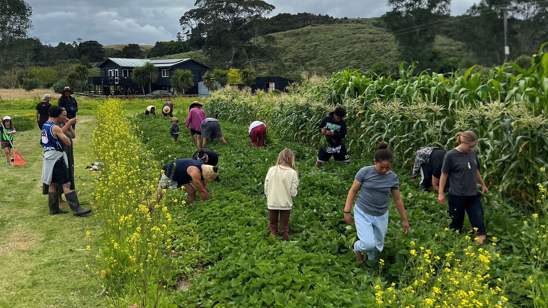 Men, women and children working a crop field.