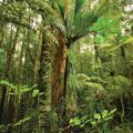 Predator Free projects
