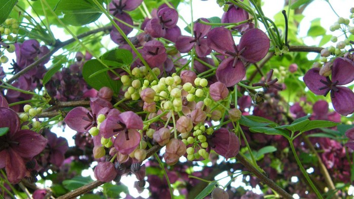 Akebia