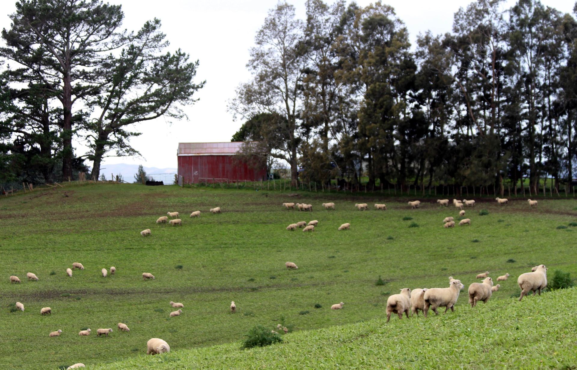 Sheep on farm with a red barn and trees in the background. Clicking the image opens a video of Michelle Ruddell, Chairperson, Rural Support Trust Te Tai Tokerau.