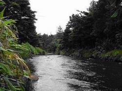 The Kaihu River sampling site.