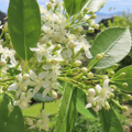 Indigenous vascular plants