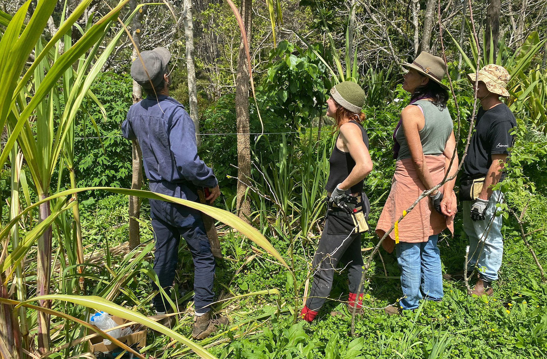 Four people wearing sun hats looking up into the trees.