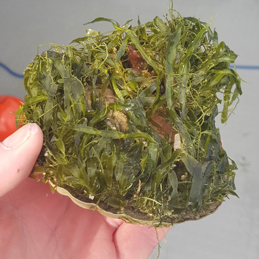 Caulerpa On Scallop  NIWA Image   S