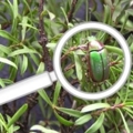 AgPest online tool