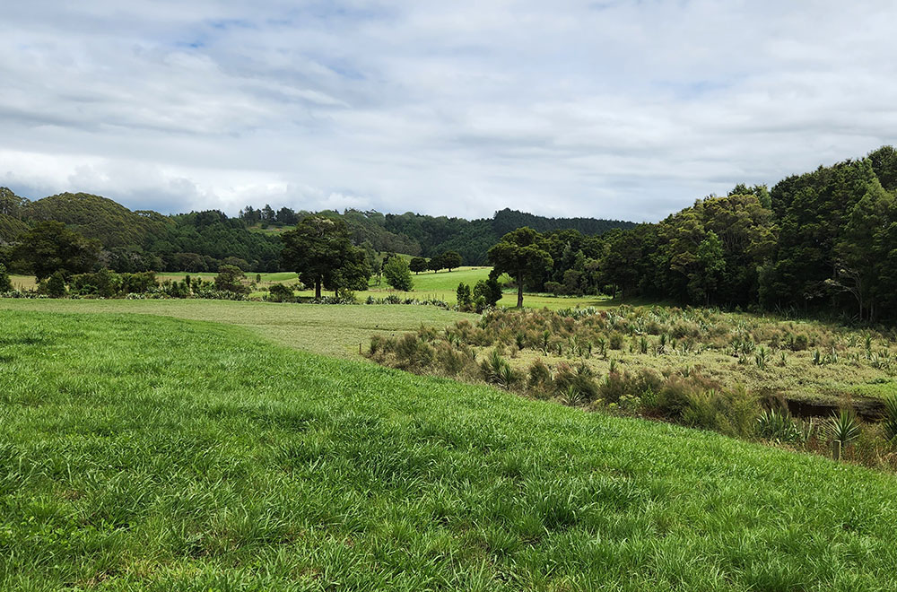 Wetland on farm.