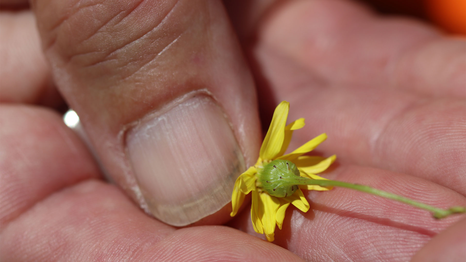 Yellow flower of madagsacar ragwort held on fingers with thumb beside the flower.