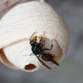Yellow-legged hornet