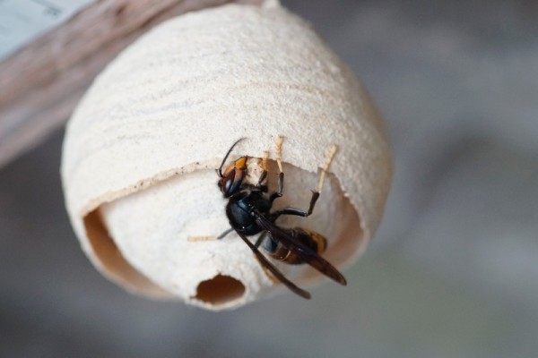 Yellow Legged Hornet Nest Photo Credit John De Carteret Jersey