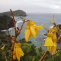 Tutukaka