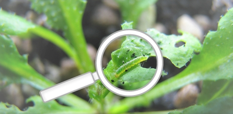 Caterpillar on a leaf.