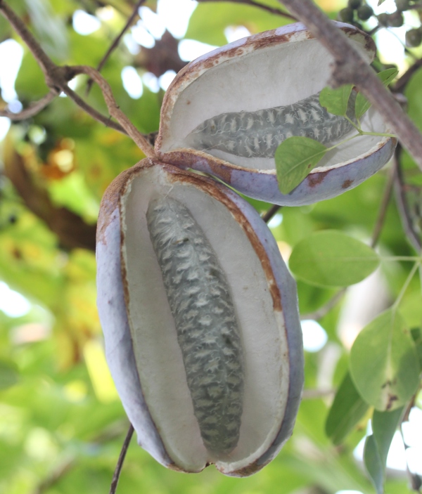 Akebia 01 Photo Credit Wikimedia 12 10 2013