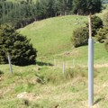Trees for erosion control